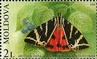Jersey Tiger (Moth)