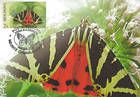 Jersey Tiger (Moth)