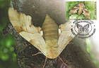 Oak Hawk (Moth)