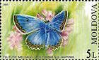 Meleagers Blue (Butterfly)