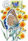 Meleagers Blue (Butterfly)