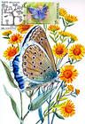 № 462 MC2 - Meleagers Blue (Butterfly)