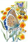 № 462 MC3 - Meleagers Blue (Butterfly)