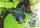 Meleagers Blue (Butterfly)