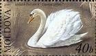 Mute Swan