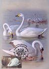 № 481 MC1 - Mute Swan