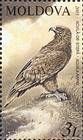 Steppe Eagle