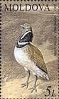 Little Bustard