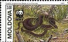 Aesculapian Snake