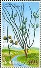 Sea Grape