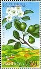 Oleaster-leaf Pear