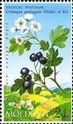 Small-flowered Black Hawthorn
