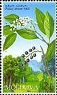 Bird Cherry