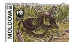 Aesculapian Snake