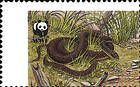 Aesculapian Snake