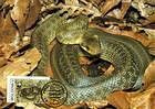 № 50 MC - Endangered Snake Species - World Wide Fund for Nature (WWF) 1993