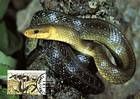 № 51 MC - Endangered Snake Species - World Wide Fund for Nature (WWF) 1993