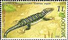 Steppe Racer Lizard