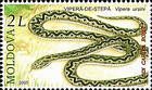 Meadow Viper