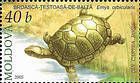 № 528 (0.40 Lei) European Pond Turtle