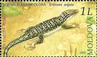 Steppe Racer Lizard