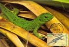 № 529 MC1 - From The Red Book of the Republic of Moldova: Fauna - Reptiles and Amphibians 2005