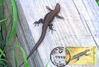 № 529 MC2 - From The Red Book of the Republic of Moldova: Fauna - Reptiles and Amphibians 2005