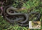 № 52 MC - Endangered Snake Species - World Wide Fund for Nature (WWF) 1993