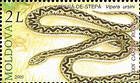 Meadow Viper