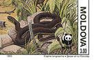 Aesculapian Snake