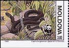 Aesculapian Snake