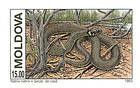 Grass Snake
