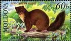 European Pine Marten