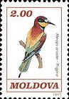 European Bee Eater
