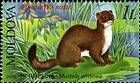 Stoat