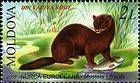 European Mink
