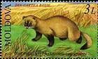 Steppe Polecat