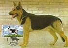 № 565 MC1 - German Shepherd