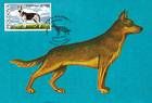 № 565 MC2 - German Shepherd