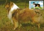 № 566 MC - Rough Collie