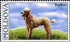 № 567 (2.00 Lei) Standard Poodle