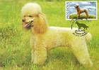 № 567 MC - Standard Poodle