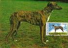 № 568 MC - Magyar Agár (Hungarian Greyhound)