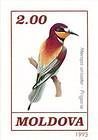 European Bee Eater
