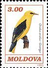 Eurasian Golden Oriole