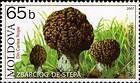 Steppe Morel (Mushroom)