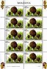 № 578 Kb - From The Red Book of the Republic of Moldova: Edible Mushrooms (III) 2007