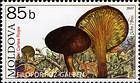 Gilled Bolete (Mushroom)