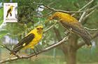 № 57 MC1 - Eurasian Golden Oriole