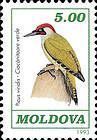 European Green Woodpecker